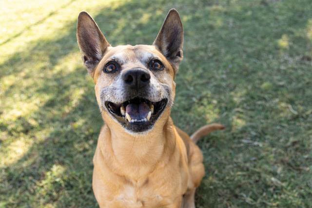 Pet of the Month: Terrific Tony brings energy and love