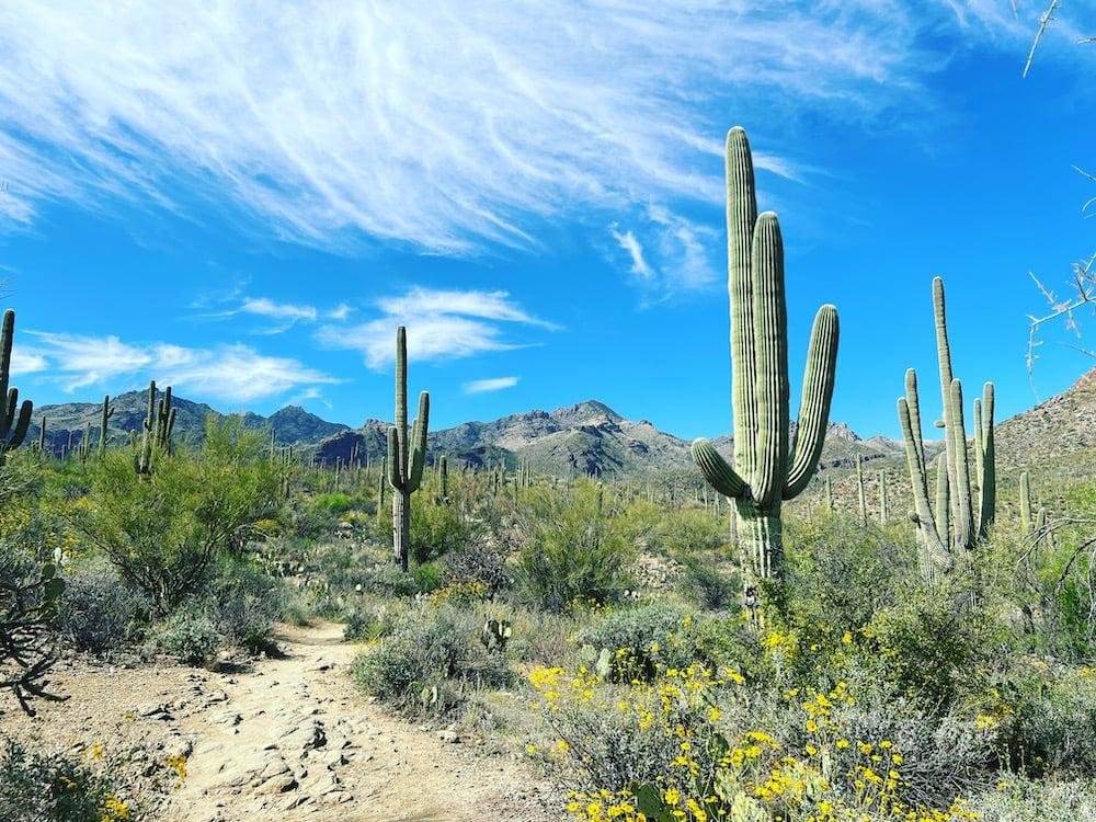 Pima CAN! — County touts coming Climate Action Now site