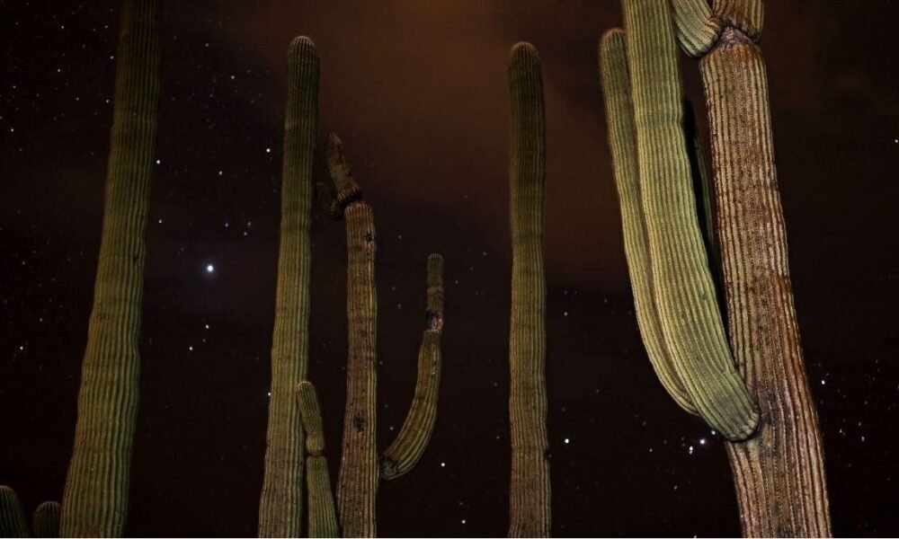 Saguaro National Park holds annual holiday caravan Dec. 27