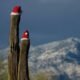 Winter events happening in Tucson for those with niche interests