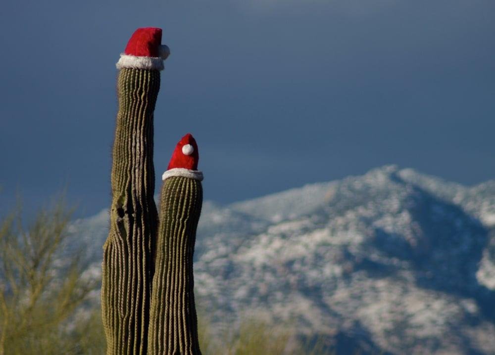 Winter events happening in Tucson for those with niche interests