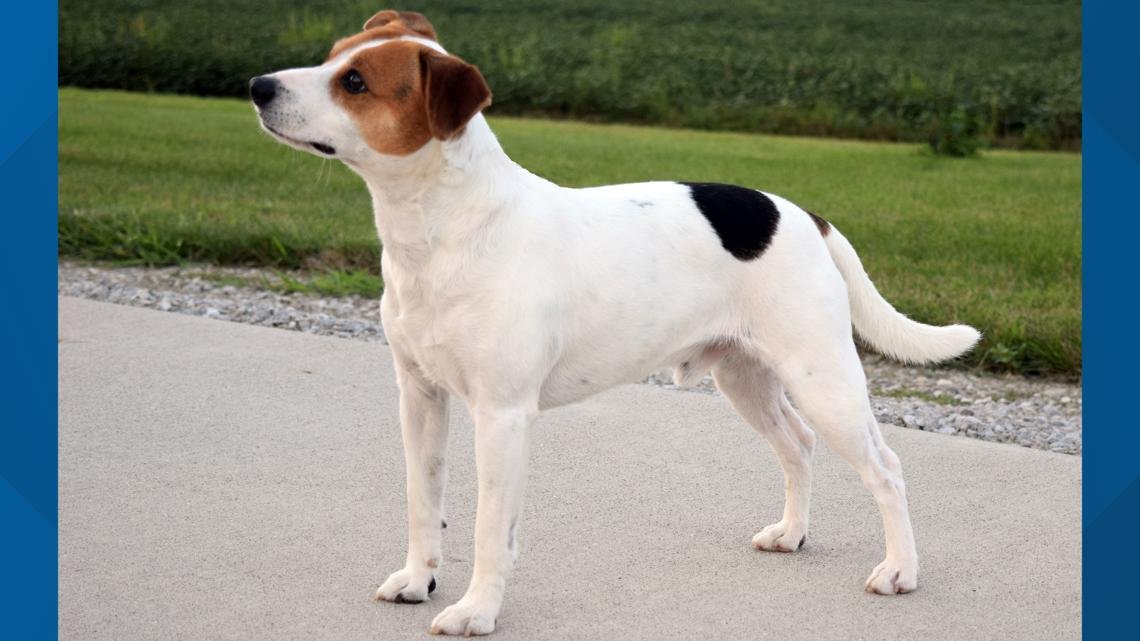 Meet the Danish-Swedish farmdog, the newest breed in the American Kennel Club's lineup