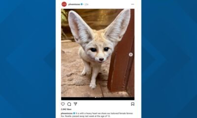 Phoenix zoo announces death of fennec fox