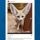 Phoenix zoo announces death of fennec fox