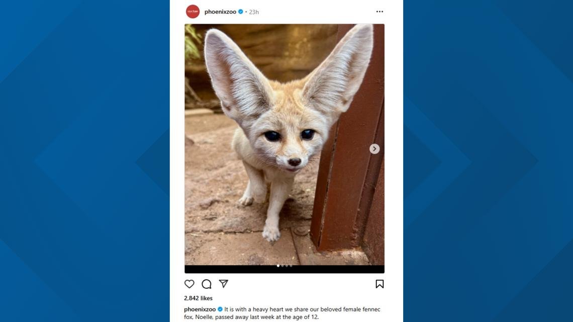 Phoenix zoo announces death of fennec fox