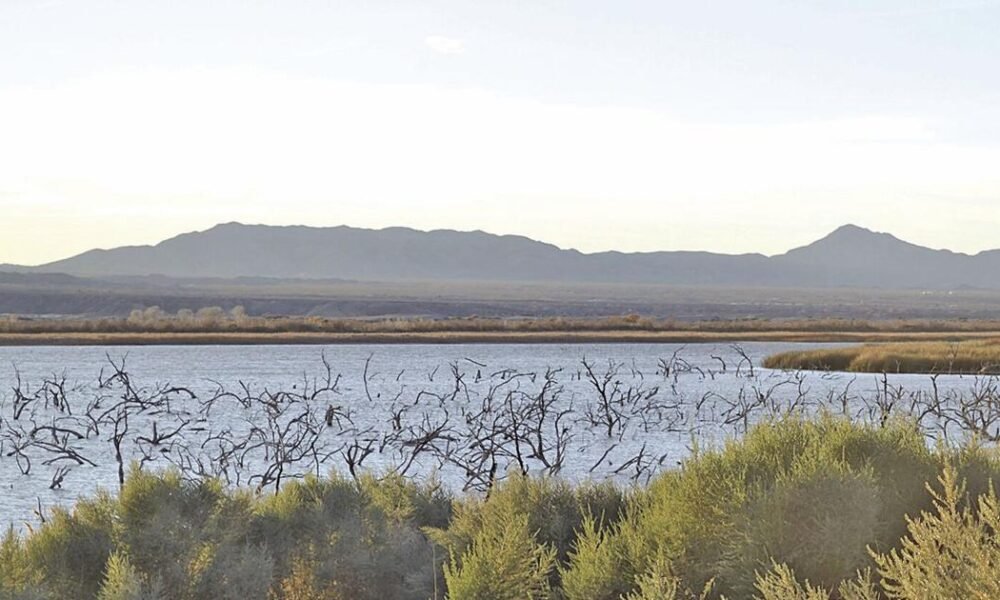 Volunteers needed for tree planting event in Topock marsh on Saturday