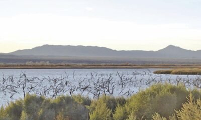 Volunteers needed for tree planting event in Topock marsh on Saturday