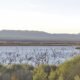 Volunteers needed for tree planting event in Topock marsh on Saturday