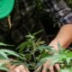 Arizona college offers courses for people seeking weed industry jobs