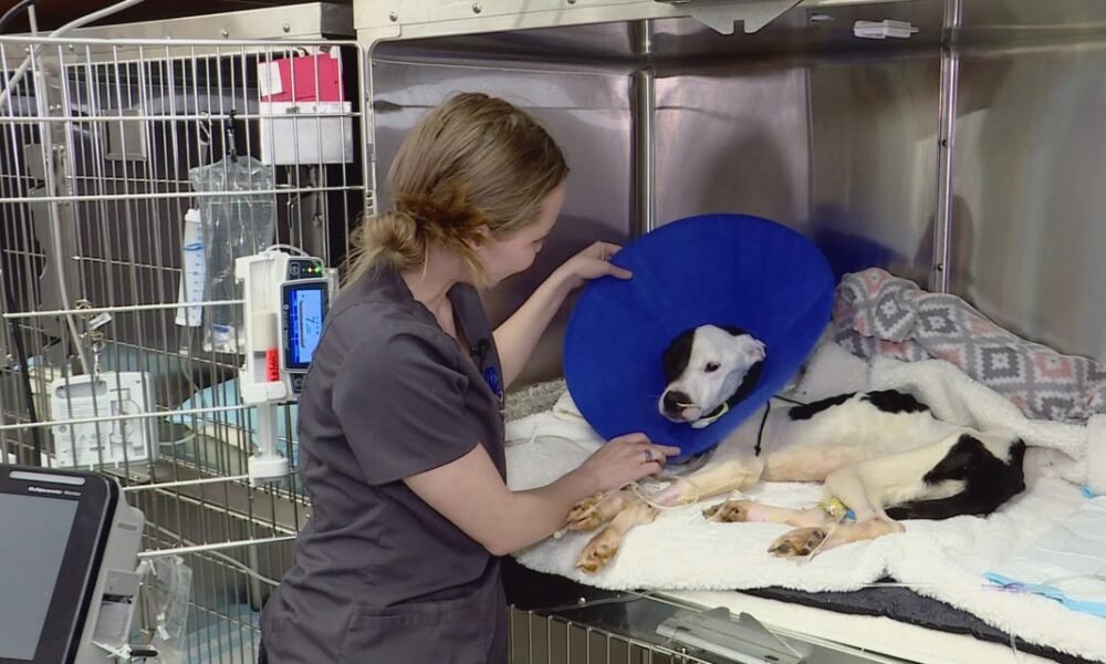 Unconscious, starved dog dropped off at Valley animal rescue