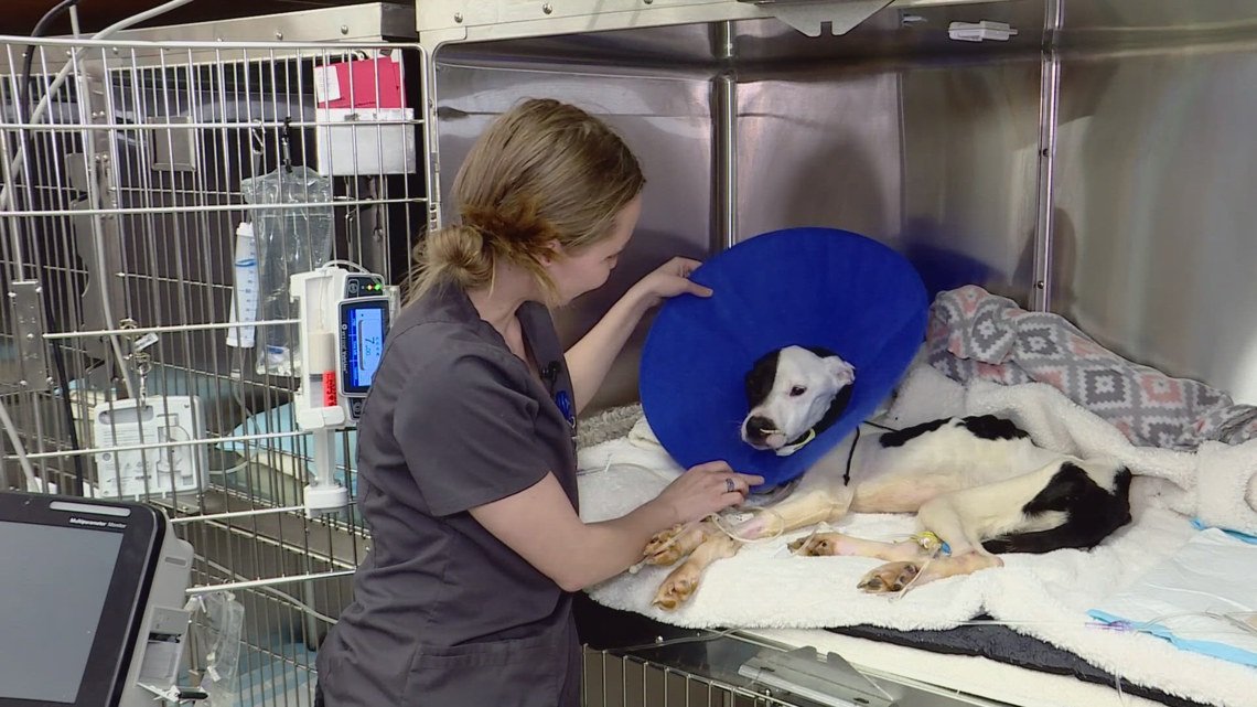 Unconscious, starved dog dropped off at Valley animal rescue