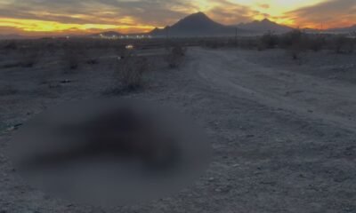 'It’s inhumane': Dead horses and several other animals found scattered in West Valley desert