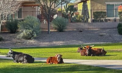 'Udder' chaos overruns East Valley neighborhoods