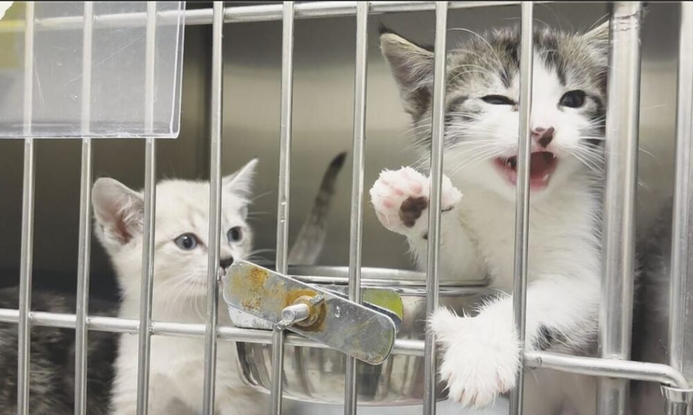 20 cats arrive in Havasu as Los Angeles shelters make room for fire evacuees