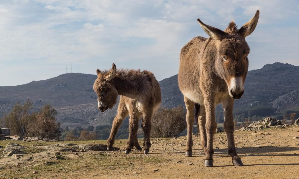 Pick up a furry friend at the BLM's Burro Palooza in Marana & Willcox