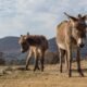 Pick up a furry friend at the BLM's Burro Palooza in Marana & Willcox