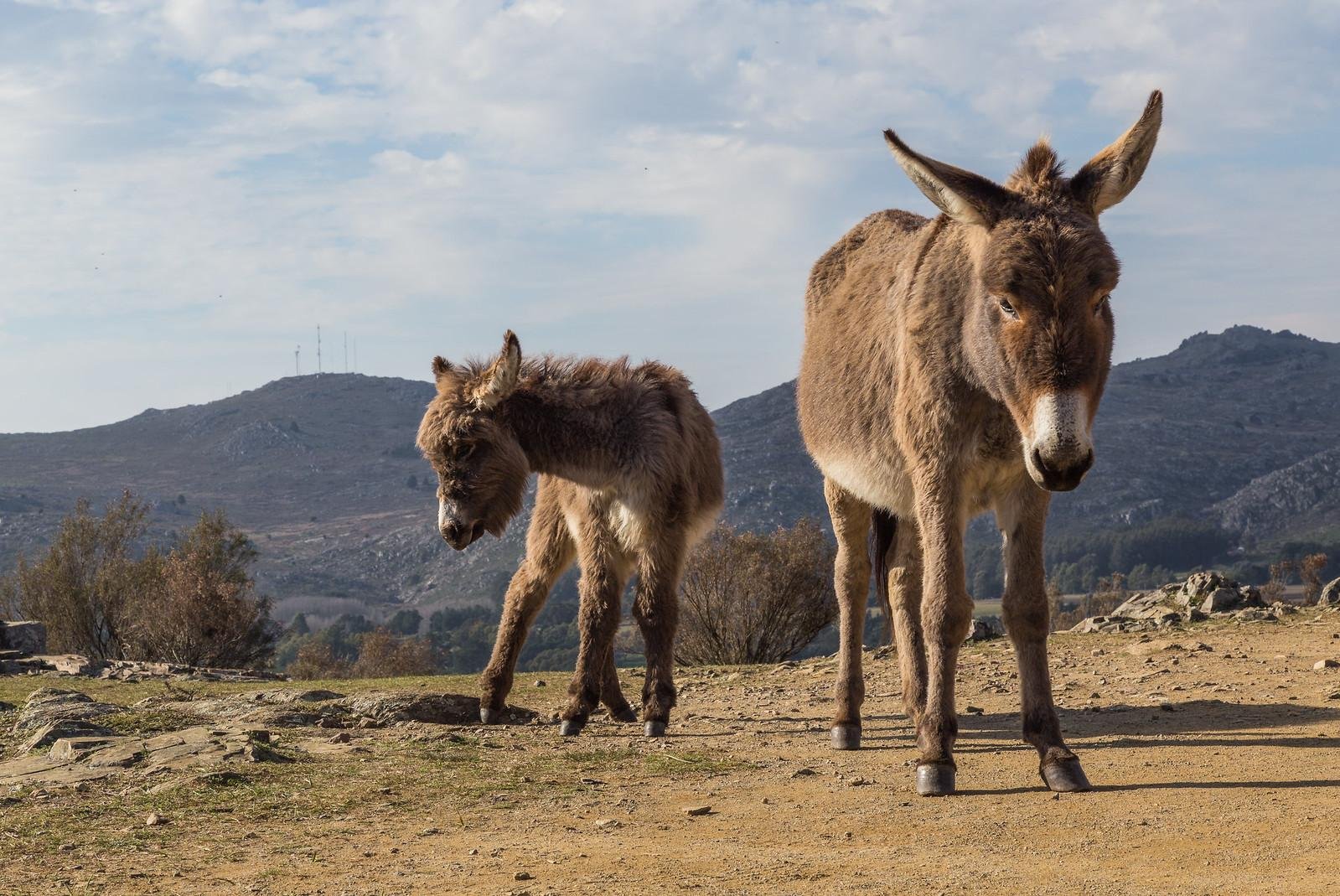 Pick up a furry friend at the BLM's Burro Palooza in Marana & Willcox