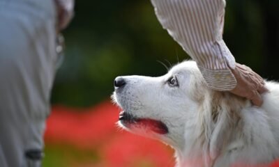 Dogs paired with providers at hospitals help ease staff & patient stress