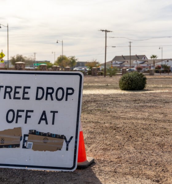 A tree sits at the city's Christmas tree disposal area near Plainview Street and Cesar Chavez Lane Jan. 3, 2025. [Brian Petersheim Jr.]