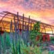 Phoenix Desert Botanical Garden free days: What to know