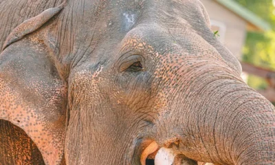 Phoenix Zoo hits back against allegations of poor elephant care