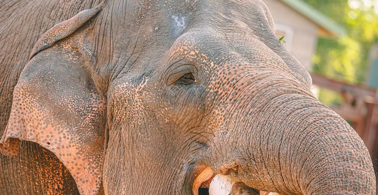 Phoenix Zoo hits back against allegations of poor elephant care