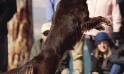 Fetching Fido: Havasu Disc Dogs bring entertainment and joy to Havasu Balloon Festival