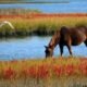 Utah horseman rode 6,000 miles through 25 states to spotlight wild horse crisis