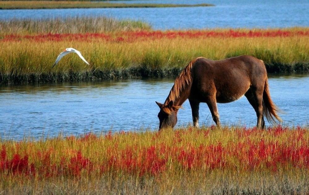 Utah horseman rode 6,000 miles through 25 states to spotlight wild horse crisis