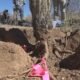 Volunteers dig deep to reveal saguaro root systems at Saguaro National Park