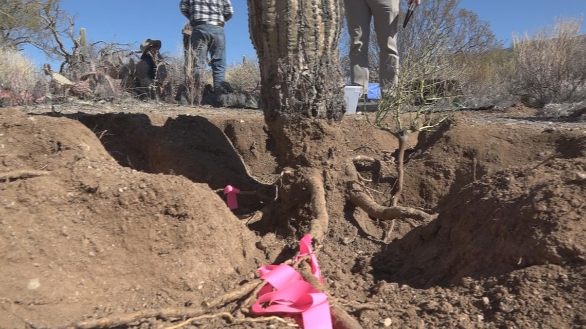 Volunteers dig deep to reveal saguaro root systems at Saguaro National Park