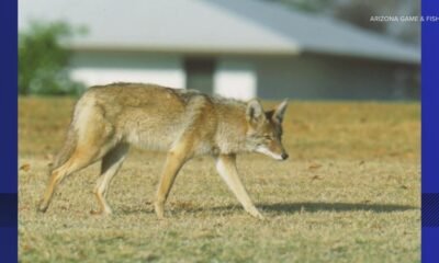 Number of dead coyotes doubles as Arizona officials investigate possible poisoning