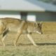 Number of dead coyotes doubles as Arizona officials investigate possible poisoning