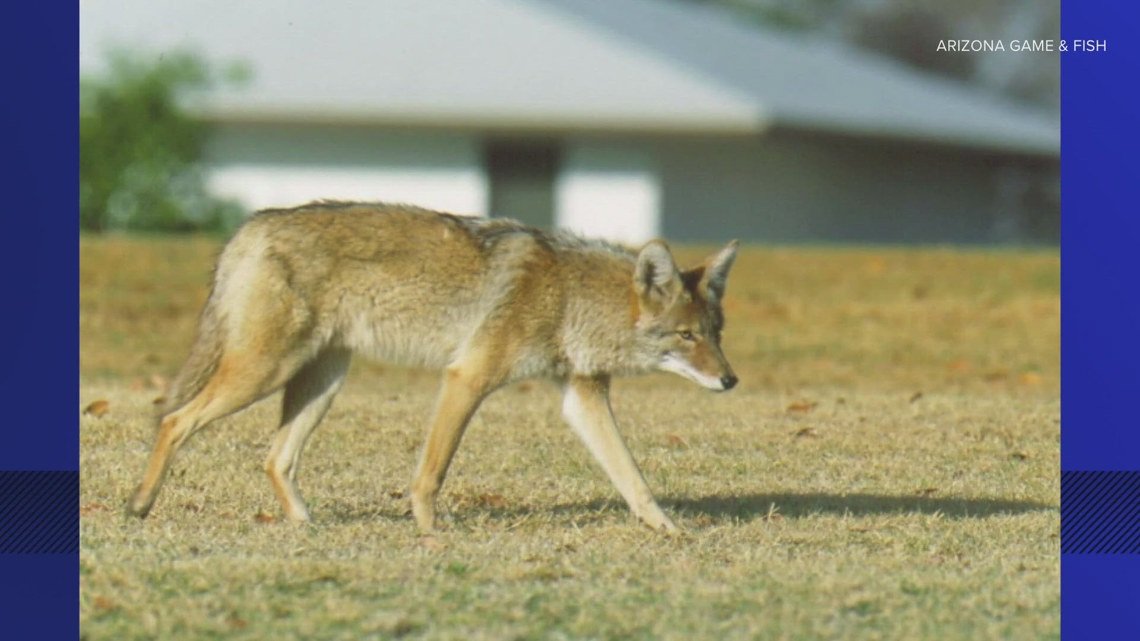 Number of dead coyotes doubles as Arizona officials investigate possible poisoning