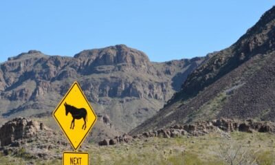 Battling burros: Donkeys wreak havoc on Yucca property, leaving owners with few options