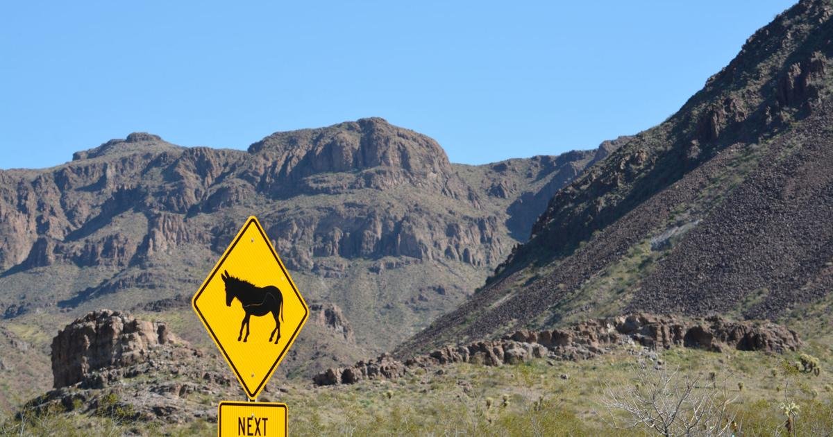 Battling burros: Donkeys wreak havoc on Yucca property, leaving owners with few options