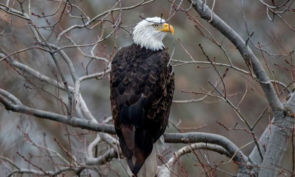 How did American bald eagles soar back from the brink of extinction?