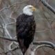 How did American bald eagles soar back from the brink of extinction?