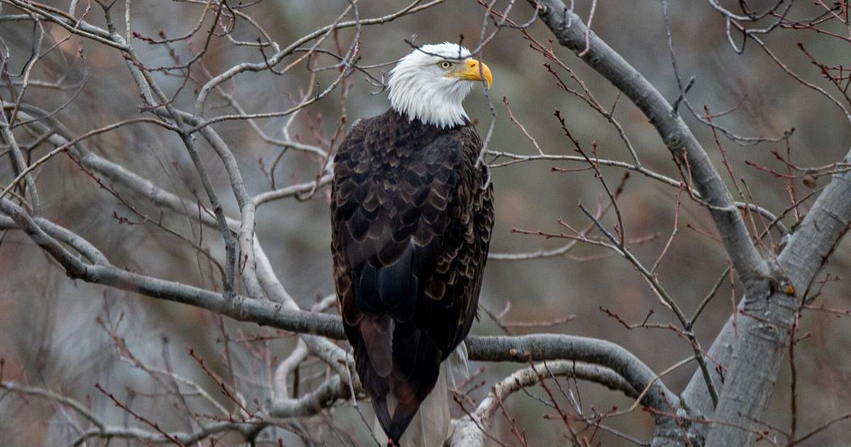 How did American bald eagles soar back from the brink of extinction?