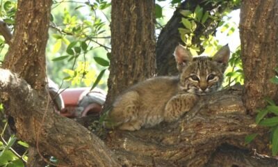 Bobcat population 'thriving' in southern Arizona, study shows