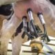 Arizona cattle & milk test positive for H5N1 bird flu