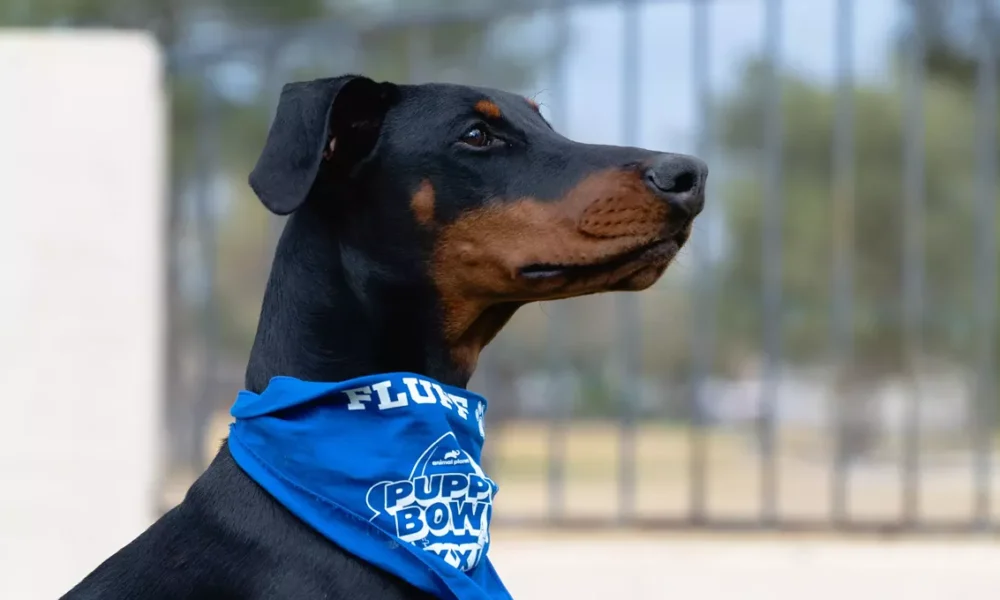 Arizona puppies to show off their skills in 2025 Puppy Bowl