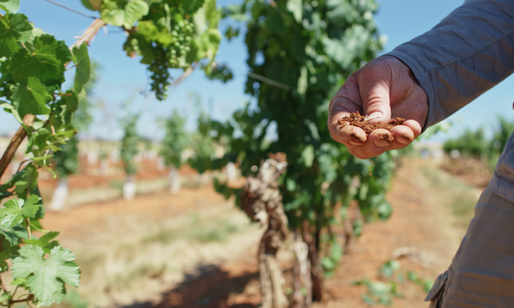 New documentary film explores the world of Arizona wine