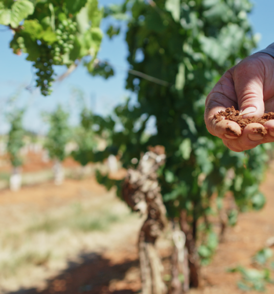 New documentary film explores the world of Arizona wine