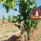 New documentary film explores the world of Arizona wine