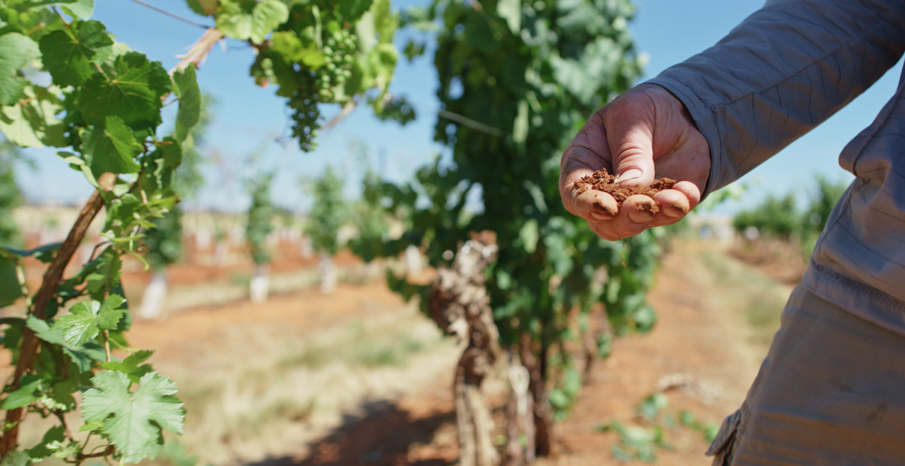 New documentary film explores the world of Arizona wine