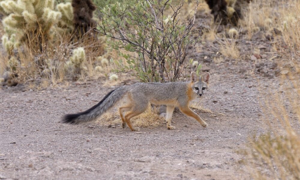 A gray fox spotted running through the McDowell Sonoran Preserve near Scottsdale in 2023. [Rick Cameron]