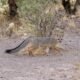 A gray fox spotted running through the McDowell Sonoran Preserve near Scottsdale in 2023. [Rick Cameron]