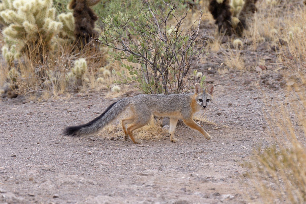 A gray fox spotted running through the McDowell Sonoran Preserve near Scottsdale in 2023. [Rick Cameron]
