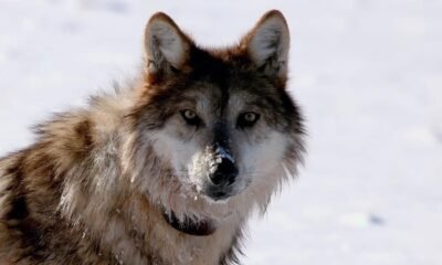 Grazing project could burden endangered wolves, conservationists tell 9th Circuit